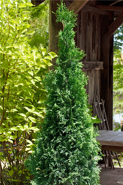 Thuja occidentalis, Abendlndischer Lebensbaum