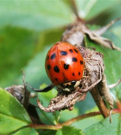 Marienkäfer