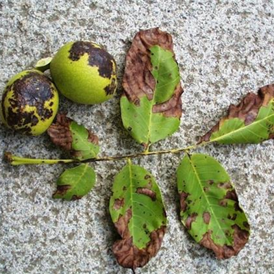 Marssonina-Krankheit an Walnuss