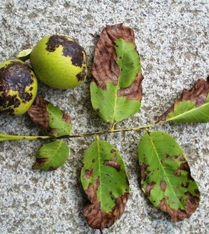 Marssonina-Krankheit an Walnuss