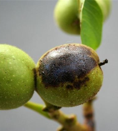 Marssonina-Krankheit an Walnuss