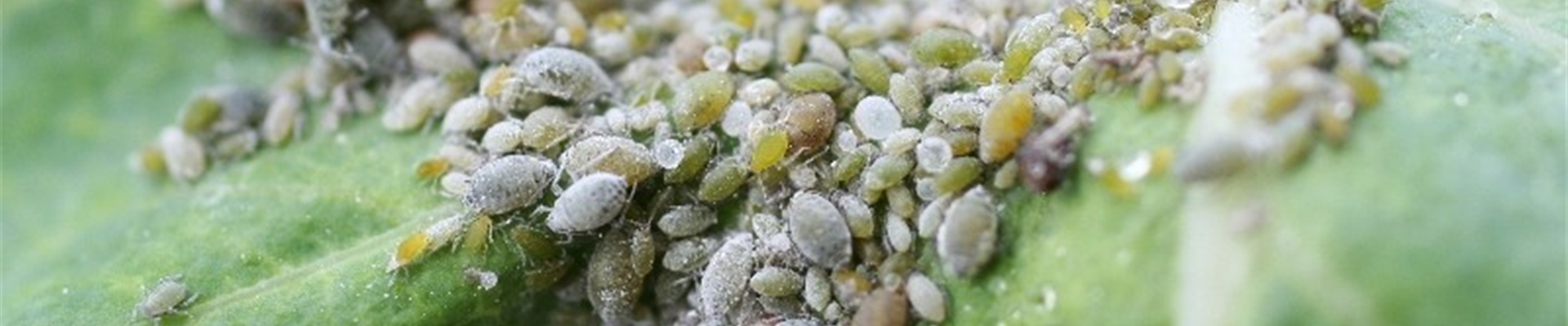 Kohlmehligekohlblattlaus1-800x600