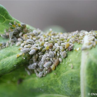 Mehlige Kohlblattlaus