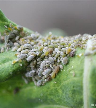 Mehlige Kohlblattlaus