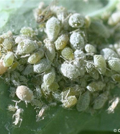 Mehlige Kohlblattlaus