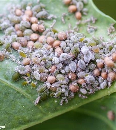 Mehlige Kohlblattlaus