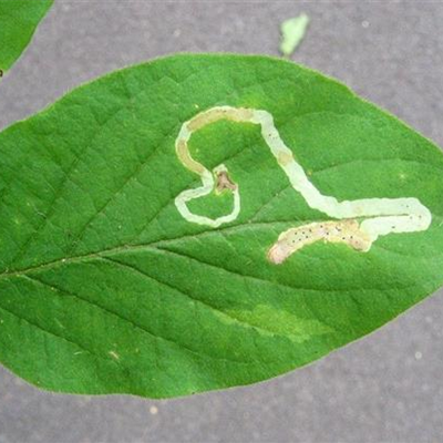 Minierfliege an Heckenkirsche und Geißblatt
