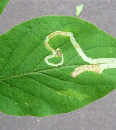 Minierfliege an Heckenkirsche und Geißblatt