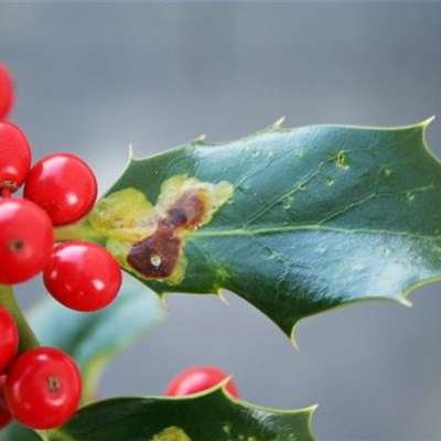 Minierfliege an Ilex