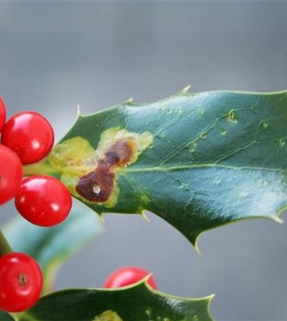 Minierfliege an Ilex