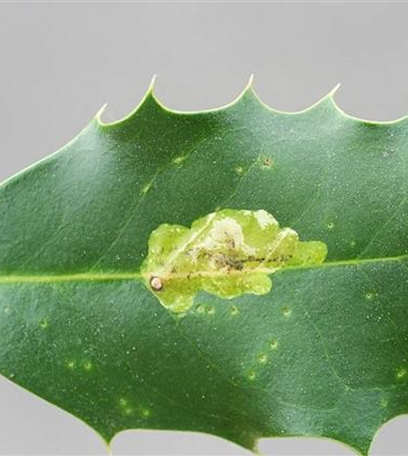 Minierfliege an Ilex