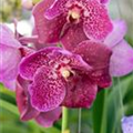 Vanda 'Magic Fuchsia'