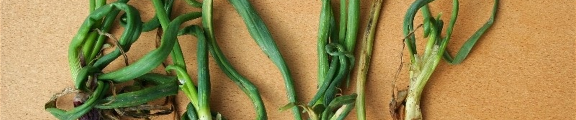 Zwiebellauchminierfliegeschadbild1-800x600