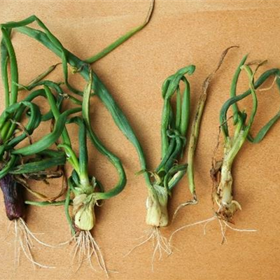 Minierfliege an Zwiebeln