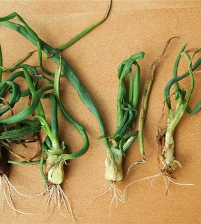 Minierfliege an Zwiebeln