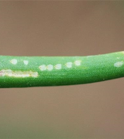 Minierfliege an Zwiebeln