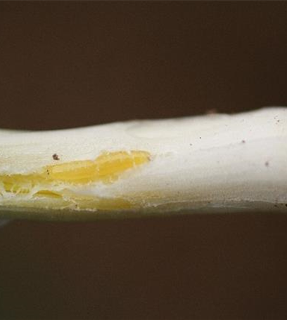 Minierfliege an Zwiebeln