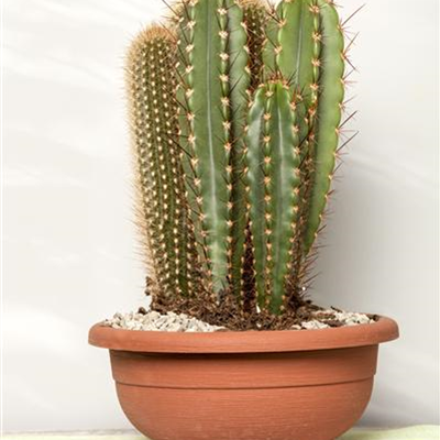 Cereus Cereus
