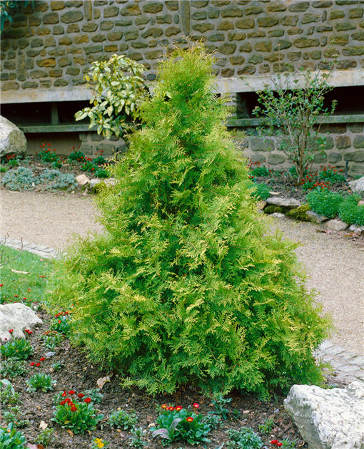 Thuja occidentalis 'Golden Brabant', Lebensbaum 'Golden Brabant'