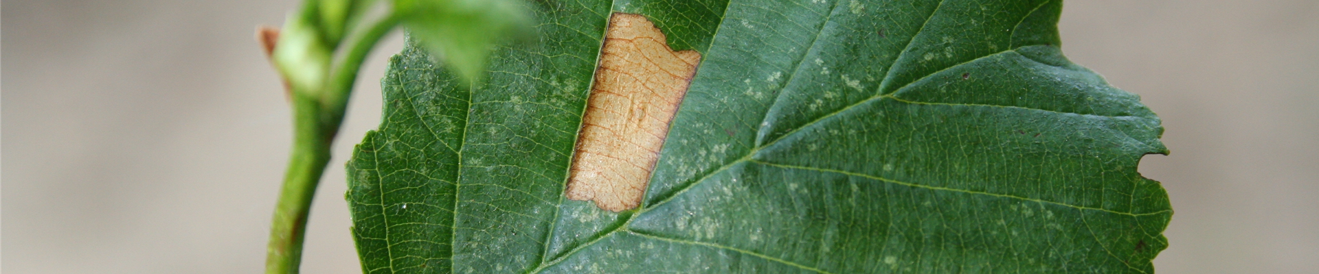 Alnus miniermotte 3 20.05