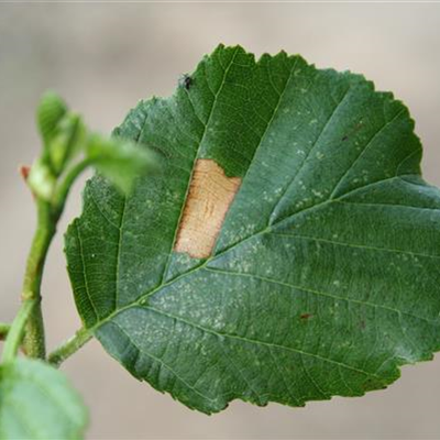 Miniermotte an Erlen