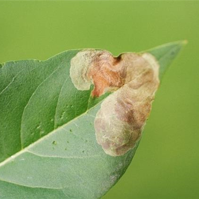 Miniermotte an Laubgehölzen