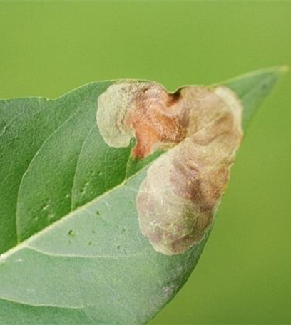 Miniermotte an Laubgehölzen