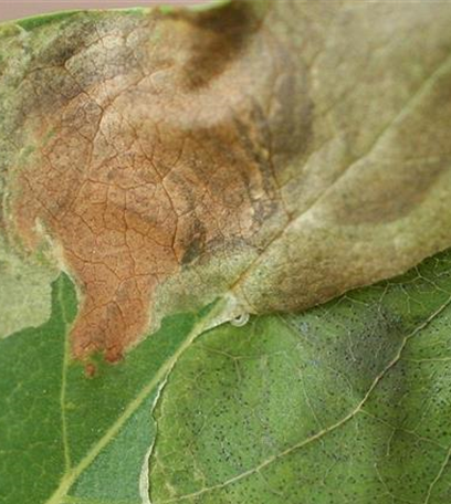 Miniermotten an Rosskastanien