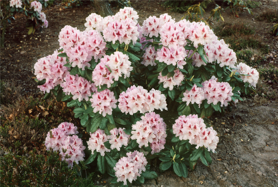 RHODODENDRON-LE-PROGRESS-1200x630-proportionalbiggest.webp