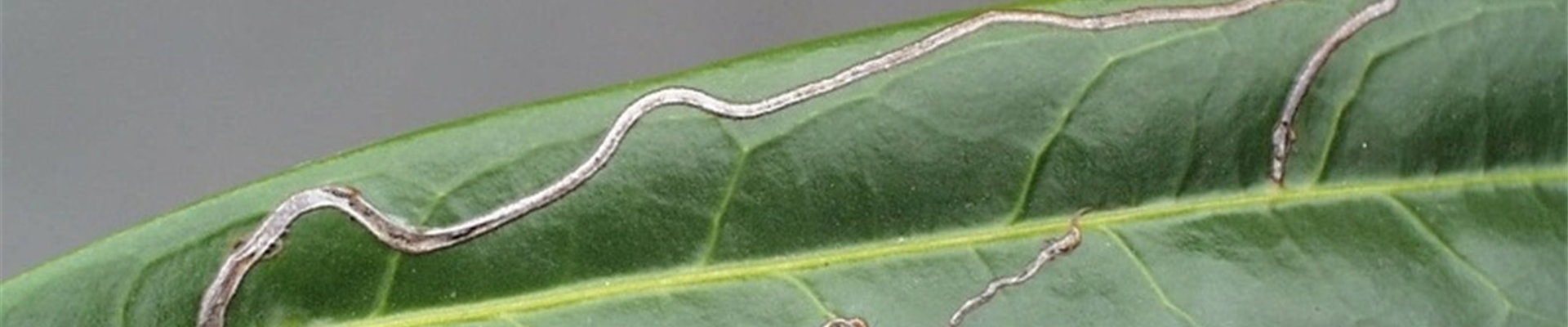 Prunuslaurocerasusminiermotte1-800x600