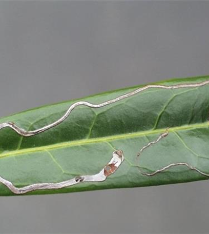 Miniermotten an Rosskastanien