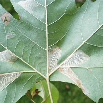 Miniermotte an Platanen