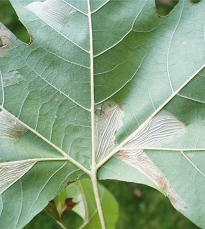 Miniermotte an Platanen