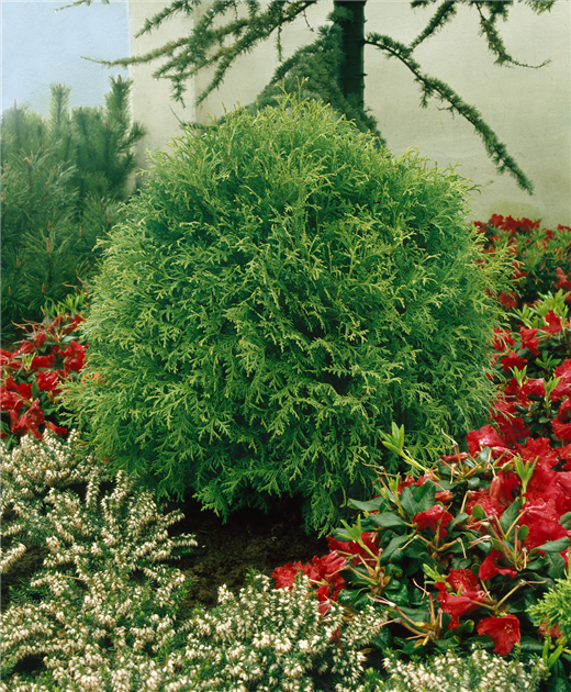 THUJA-OCCIDENTALIS-LITTLE-GEM-1200x630-proportionalbiggest.webp