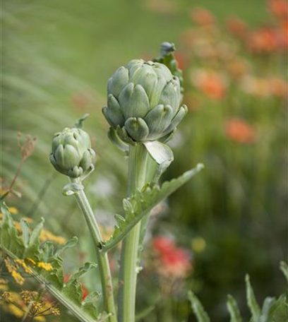 Der Gemüsegarten: Leckere Ernte und dekorative Blüte