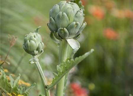 Der Gemüsegarten: Leckere Ernte und dekorative Blüte Der Gemüsegarten: Leckere Ernte und dekorative Blüte
