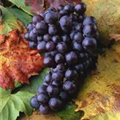 Vitis vinifera 'Muscat Bleu'