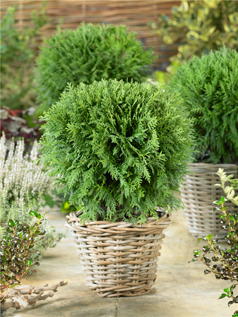 hecke aus thuja Thuja "Smaragd" (180 - 200 cm) im 20L Topf Buschig XXL