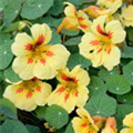 Tropaeolum majus 'Banana Split'