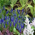 Veronica spicata 'Royal Candles'