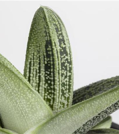 Aloe-Vera - die vielseitige Heilpflanze