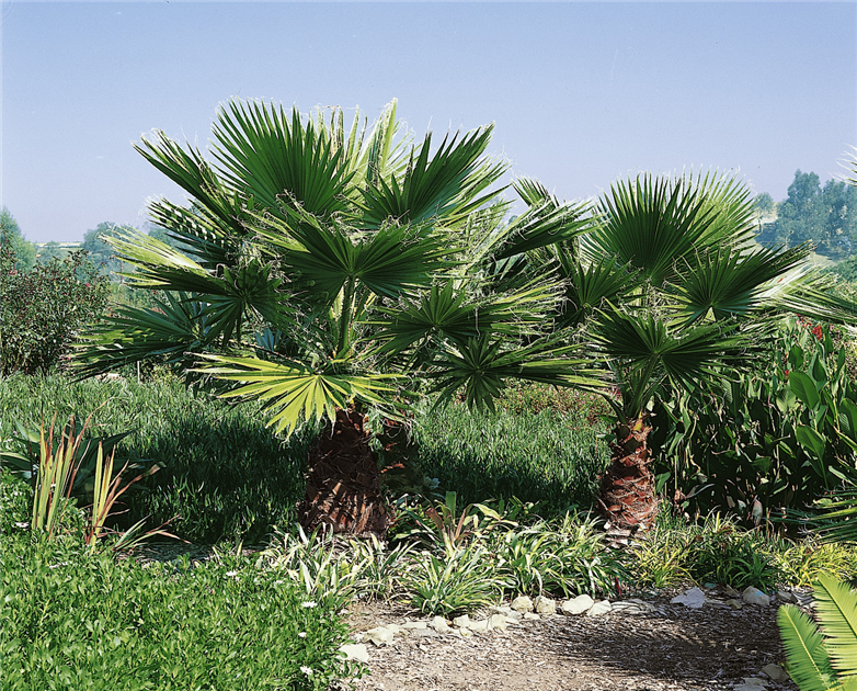 Washingtonia robusta, Mexikanische Washingtonpalme