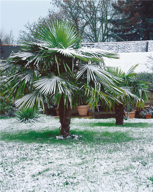 Washingtonia robusta, Mexikanische Washingtonpalme