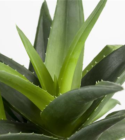 Aloe-Vera - die vielseitige Heilpflanze