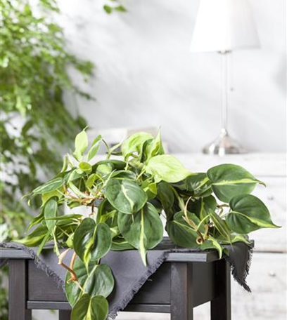 Efeutute - der lufterfrischende Glücksbringer