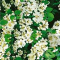 Viburnum plicatum 'Kilimandjaro'®