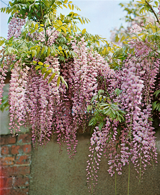 Wisteria-floribunda-Rosea-1200x630-proportionalbiggest.webp