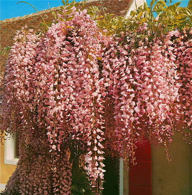 Wisteria-floribunda-Rosea-1200x630-proportionalbiggest.webp