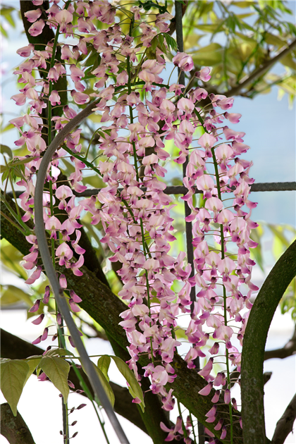Wisteria-floribunda-Honbeni-1200x630-proportionalbiggest.webp