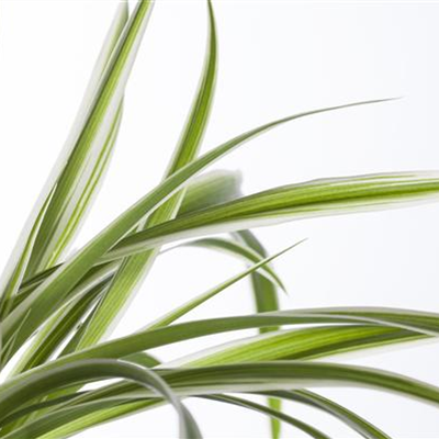 Die Grünlilie in einer Hydrokultur Die Grünlilie in einer Hydrokultur